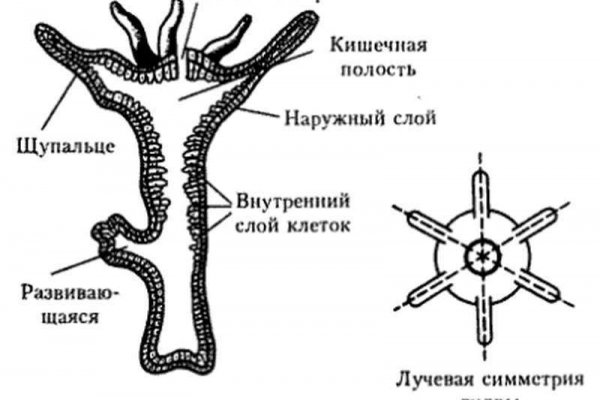 Kraken даркнет gigageek ru