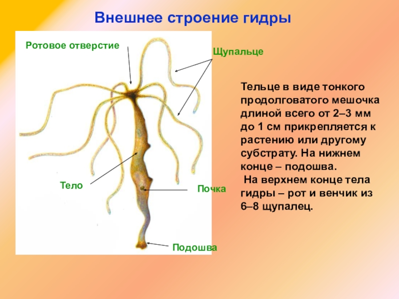 Ссылка кракен через тор